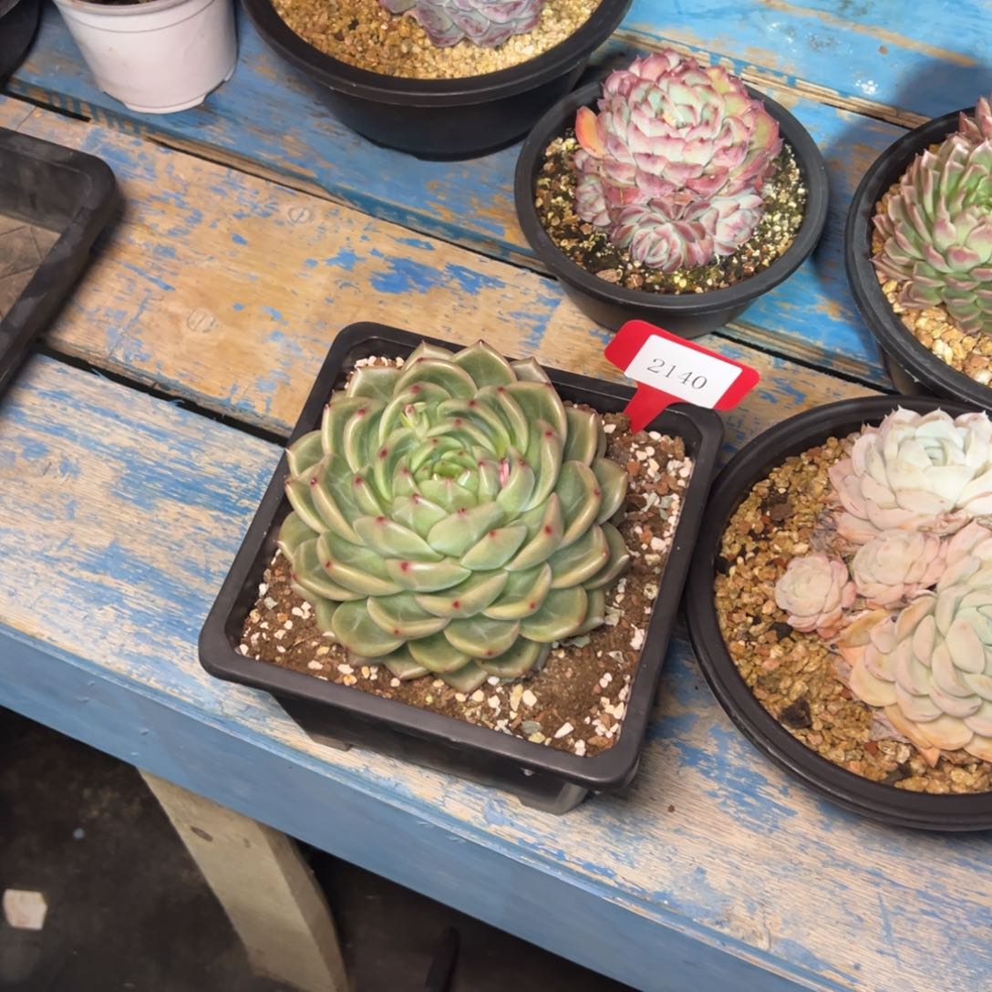 空*树2140肉多哦哟多么多哦哟