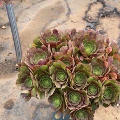 万圣节多肉植物041