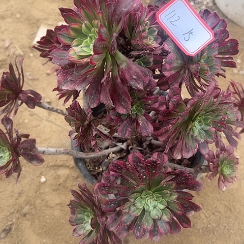 多肉植物祝绒112号