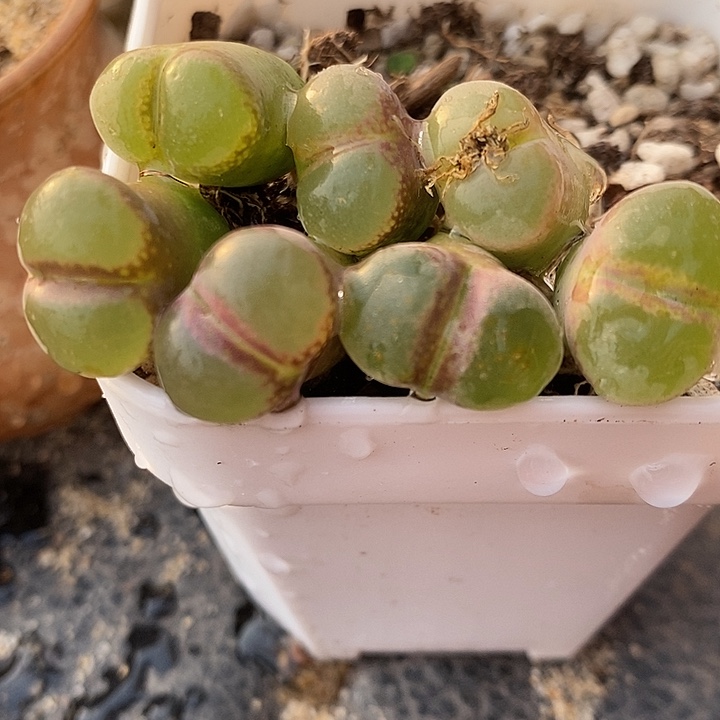 3028粉红女郎风铃一颗