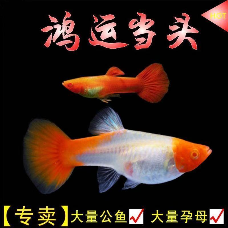 鸿运当头孔雀鱼小型淡水热带观赏鱼易繁殖好养易活