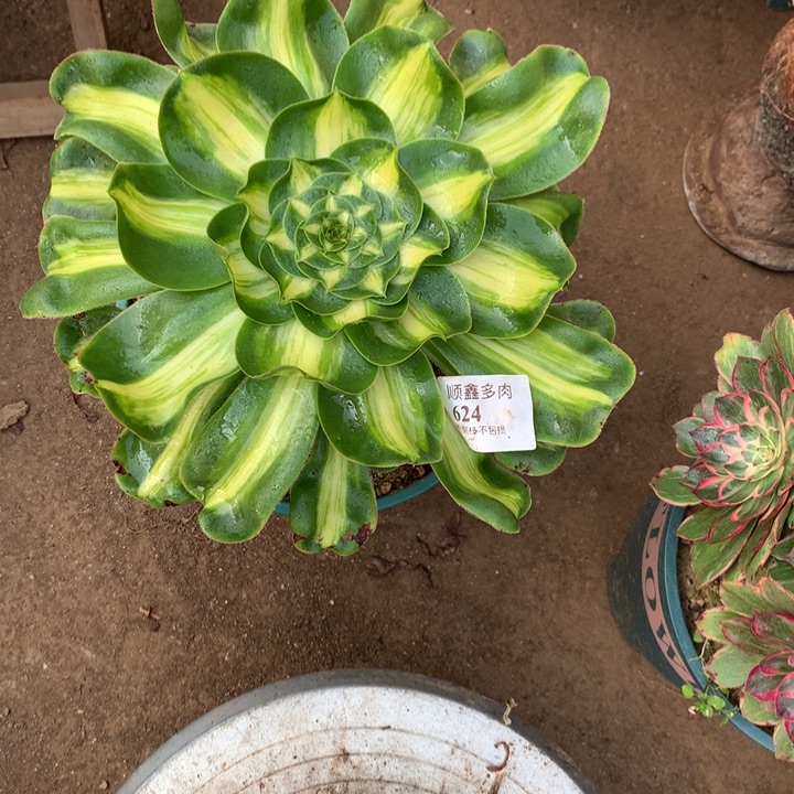 624暴君多肉植物特价