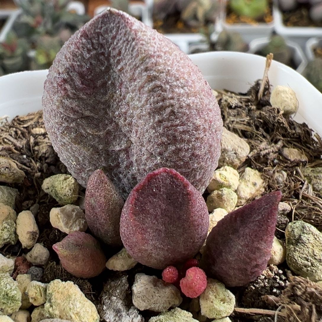 实生新品大苗多肉植物