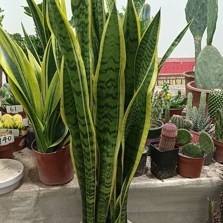 无花朵金边虎皮兰      39元