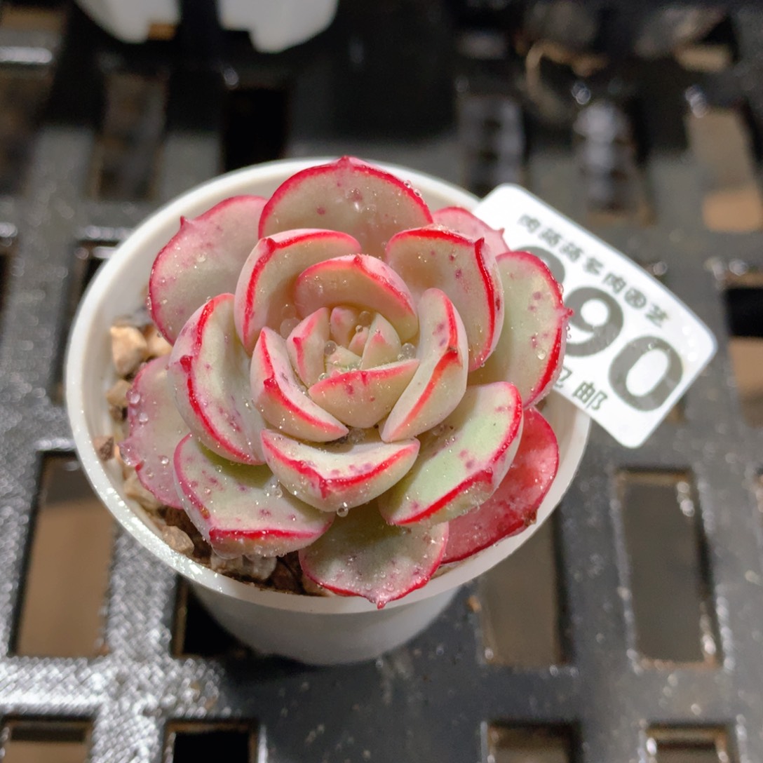 肉萌萌拇指盆精控多肉YV090