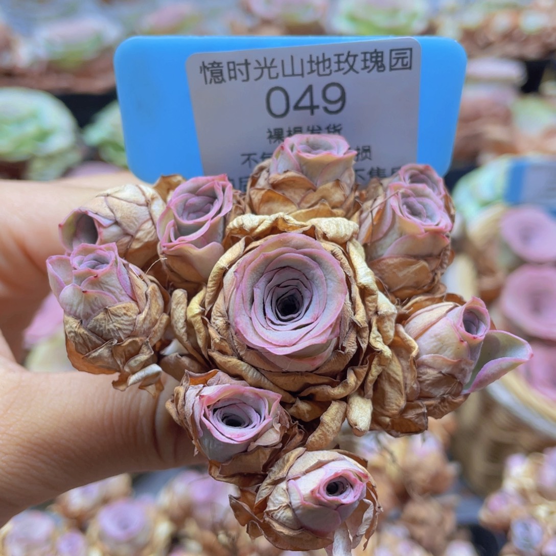 山地玫瑰049断枝不包损不售后