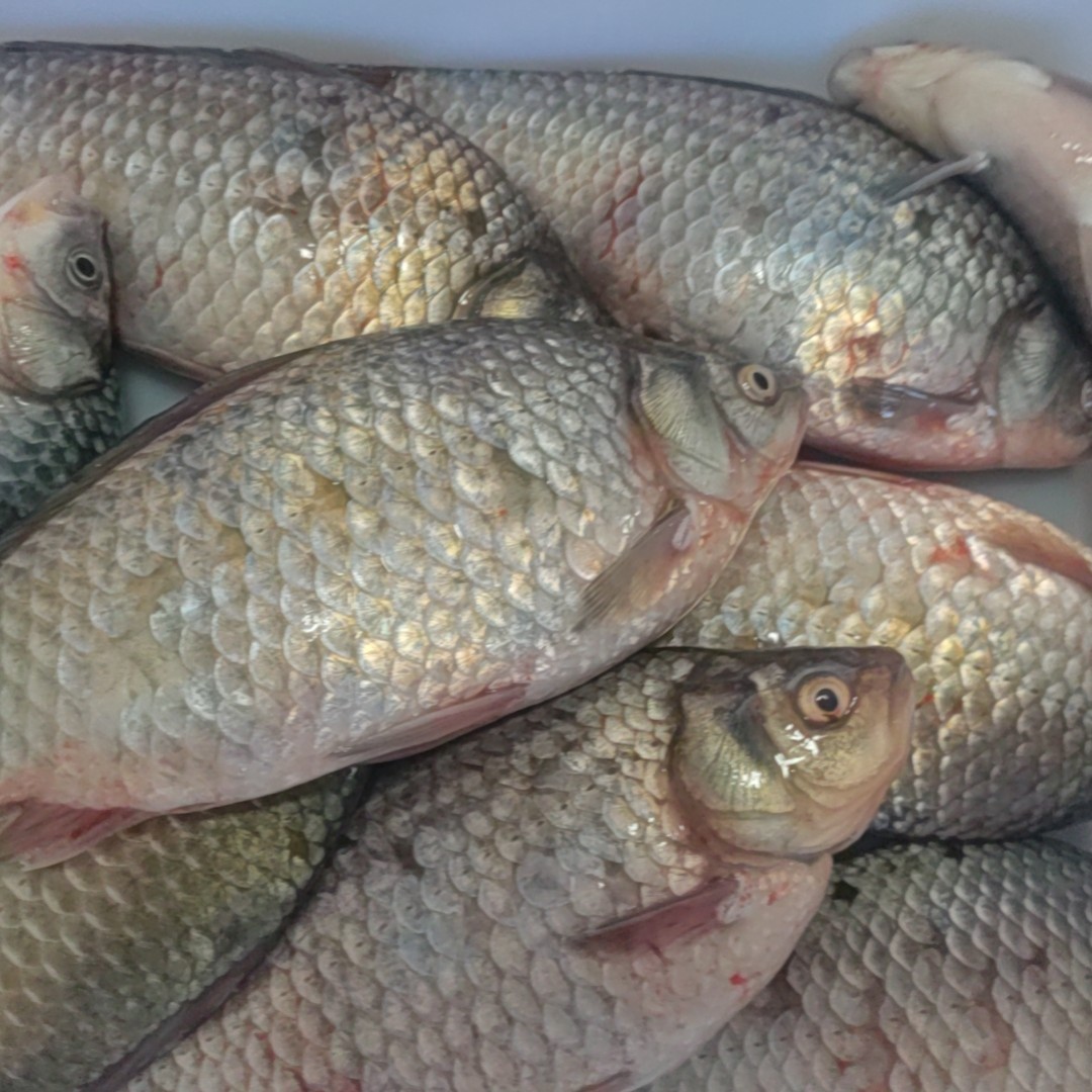 野生冷水（鲫鱼4-6两一条）4斤-箱包邮！