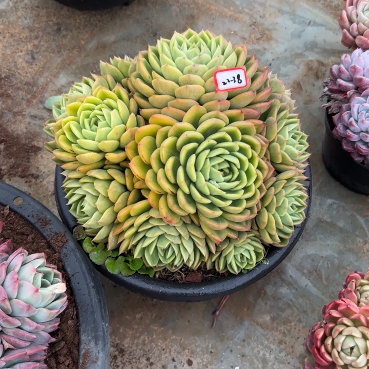 嘟***飞精品多肉植物老桩杂交