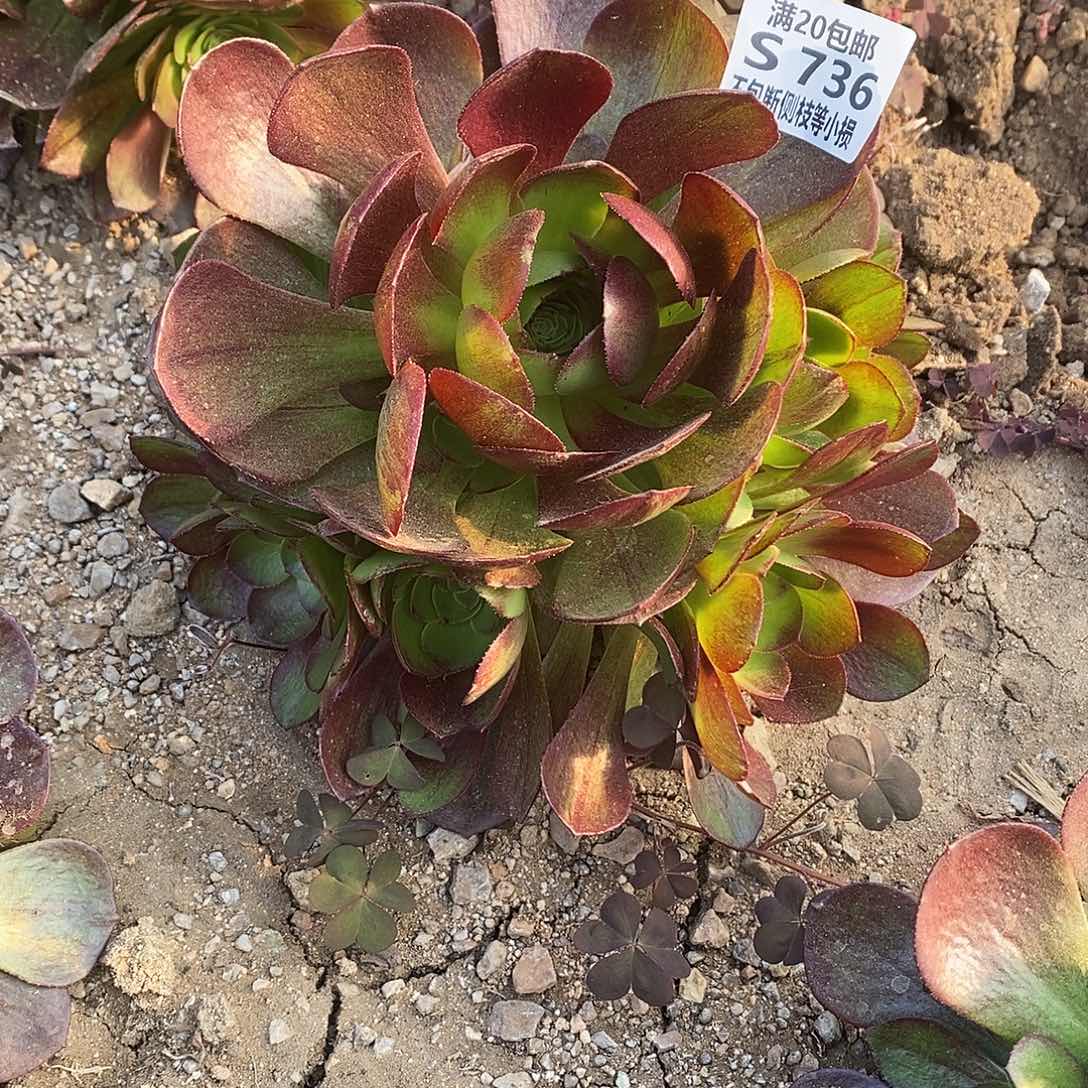 736黑魔多肉法师