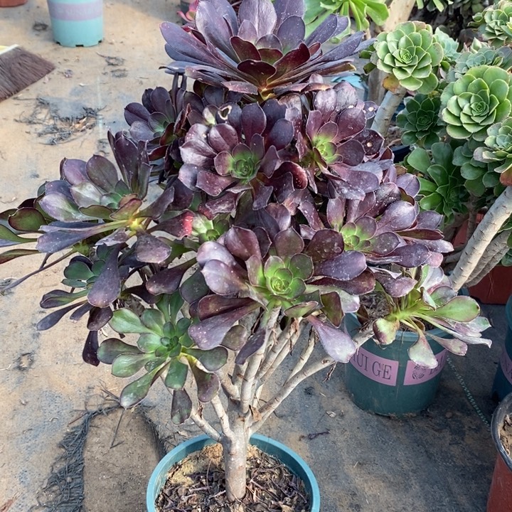 圆叶断枝19多肉植物法师法师