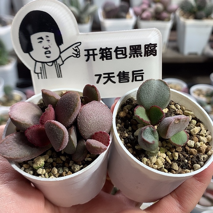新手组合6–专拍专拍