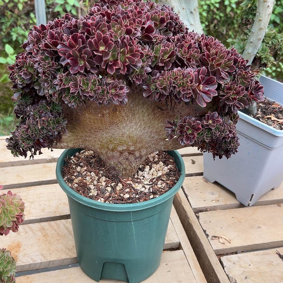 欧嘉莉整版老桩厚板吧