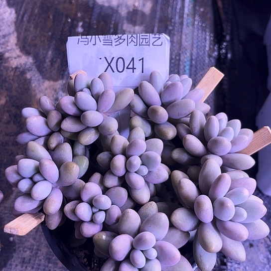 我是第一百个为妖刀应援的阴阳
