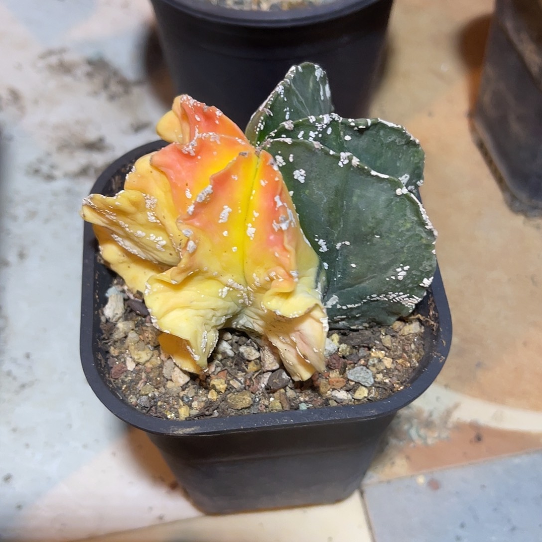 裙边雪花鸾凤玉锦