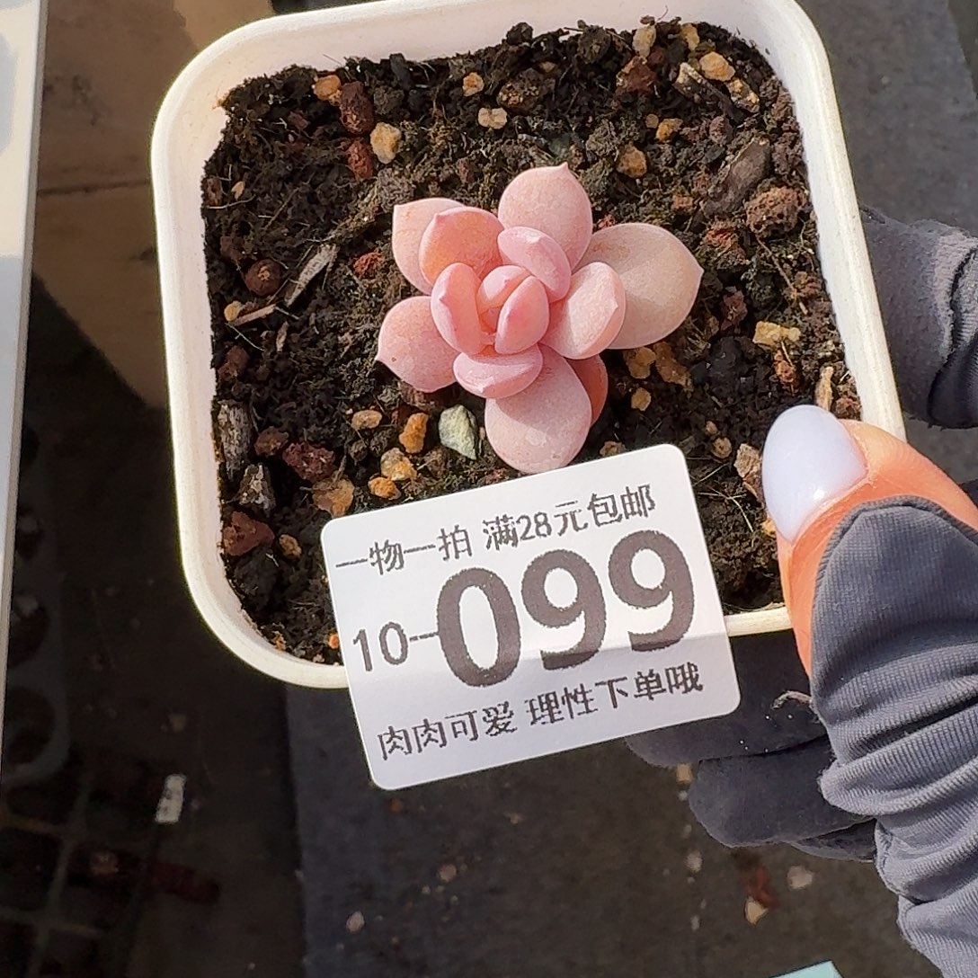 奶茶无盆土发货无盆