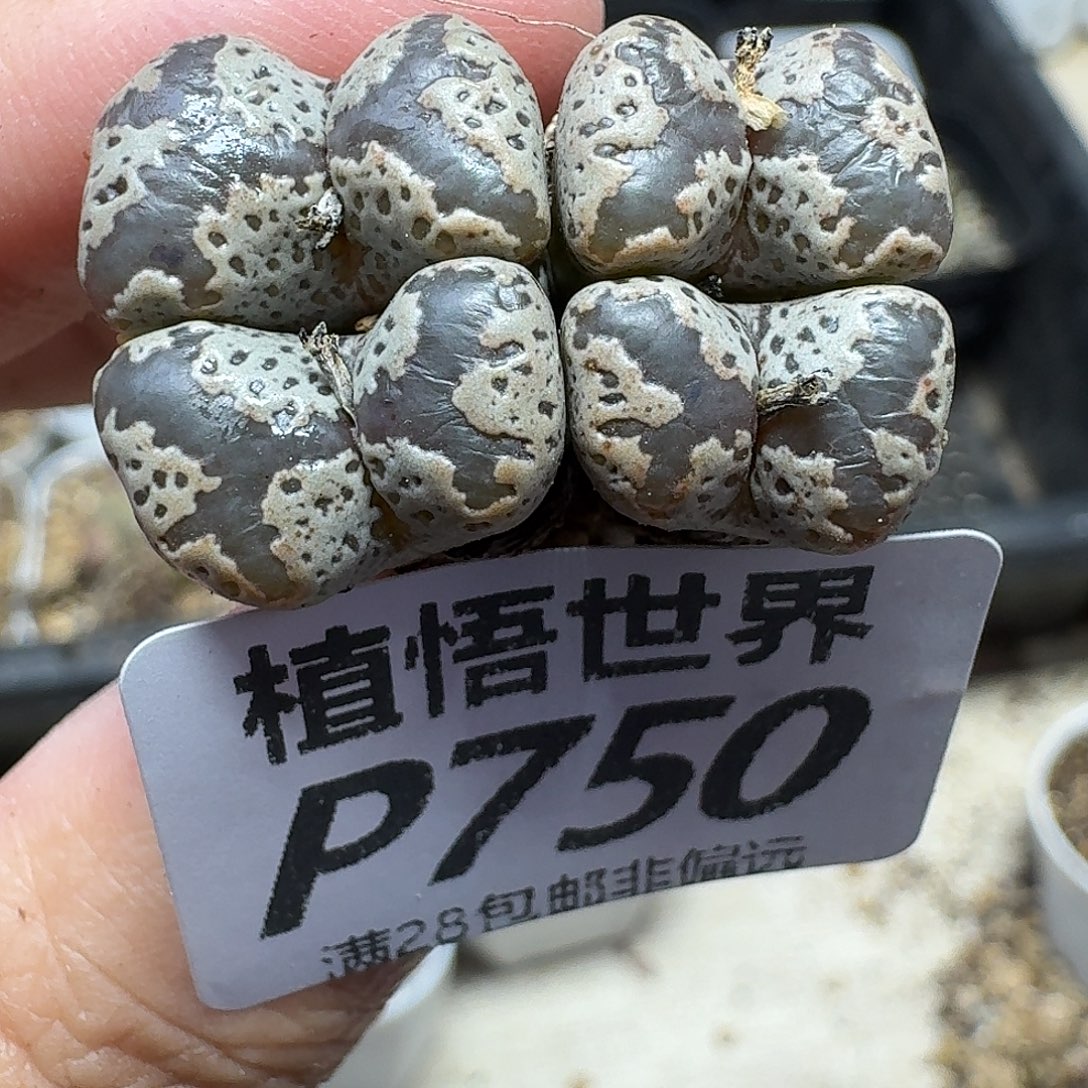 多肉植物的润泽ghn