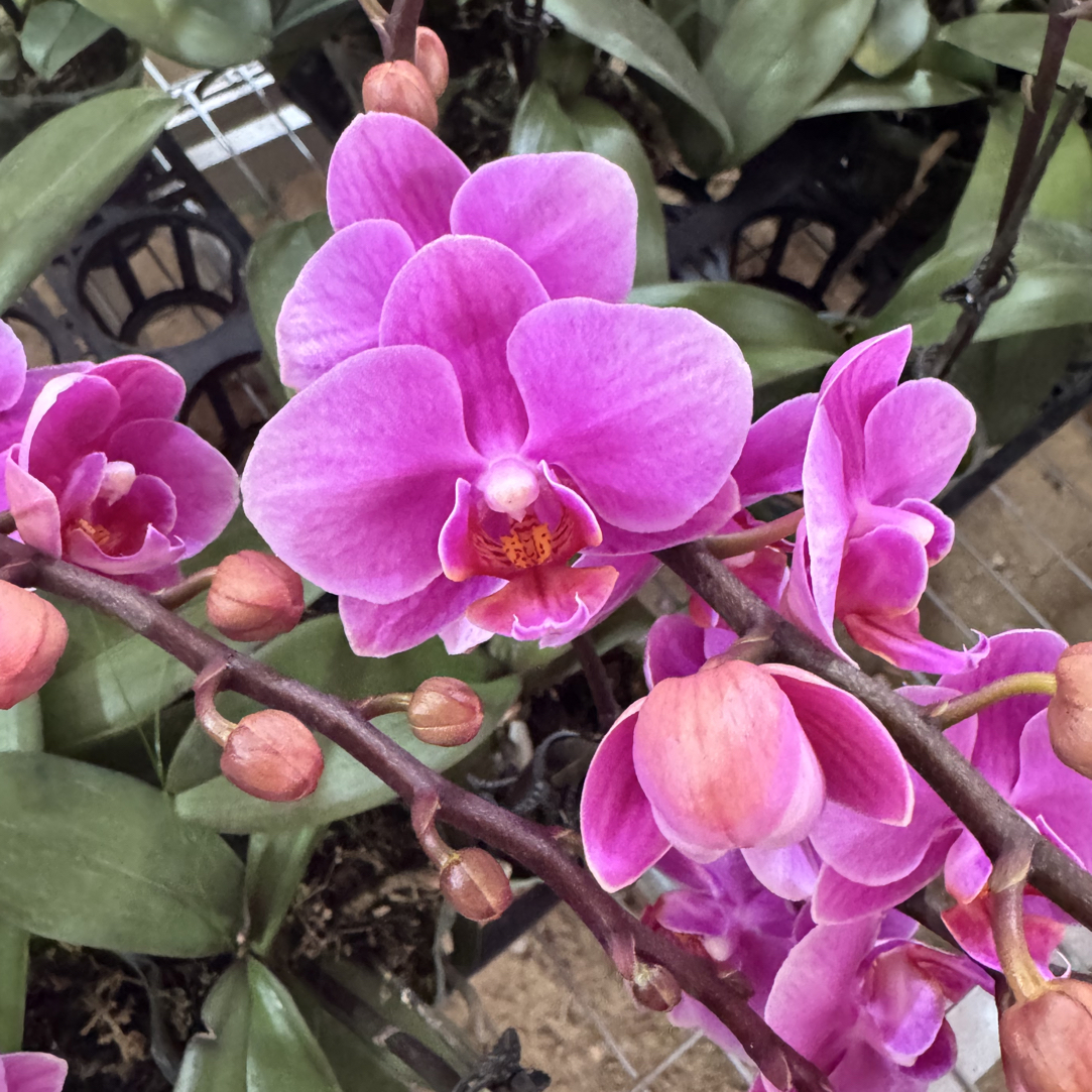 【L29】精品蝴蝶兰基地直发 