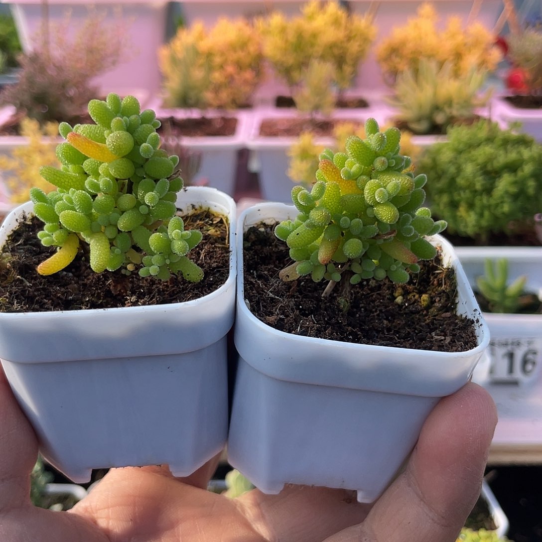 枝干番杏金橘糖球两棵