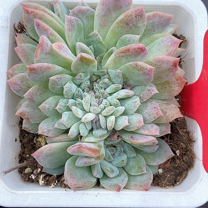 多肉植物冰魄缀823多肉