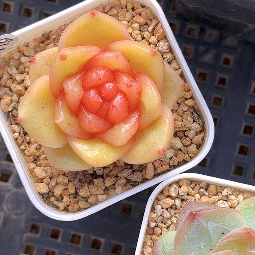 大****119一物一拍 柠檬芭菲
