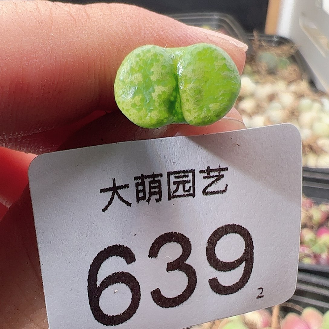 0000639绿野仙踪勋章