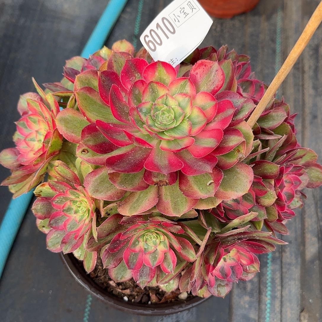 用***56010多肉红荔枝duorou