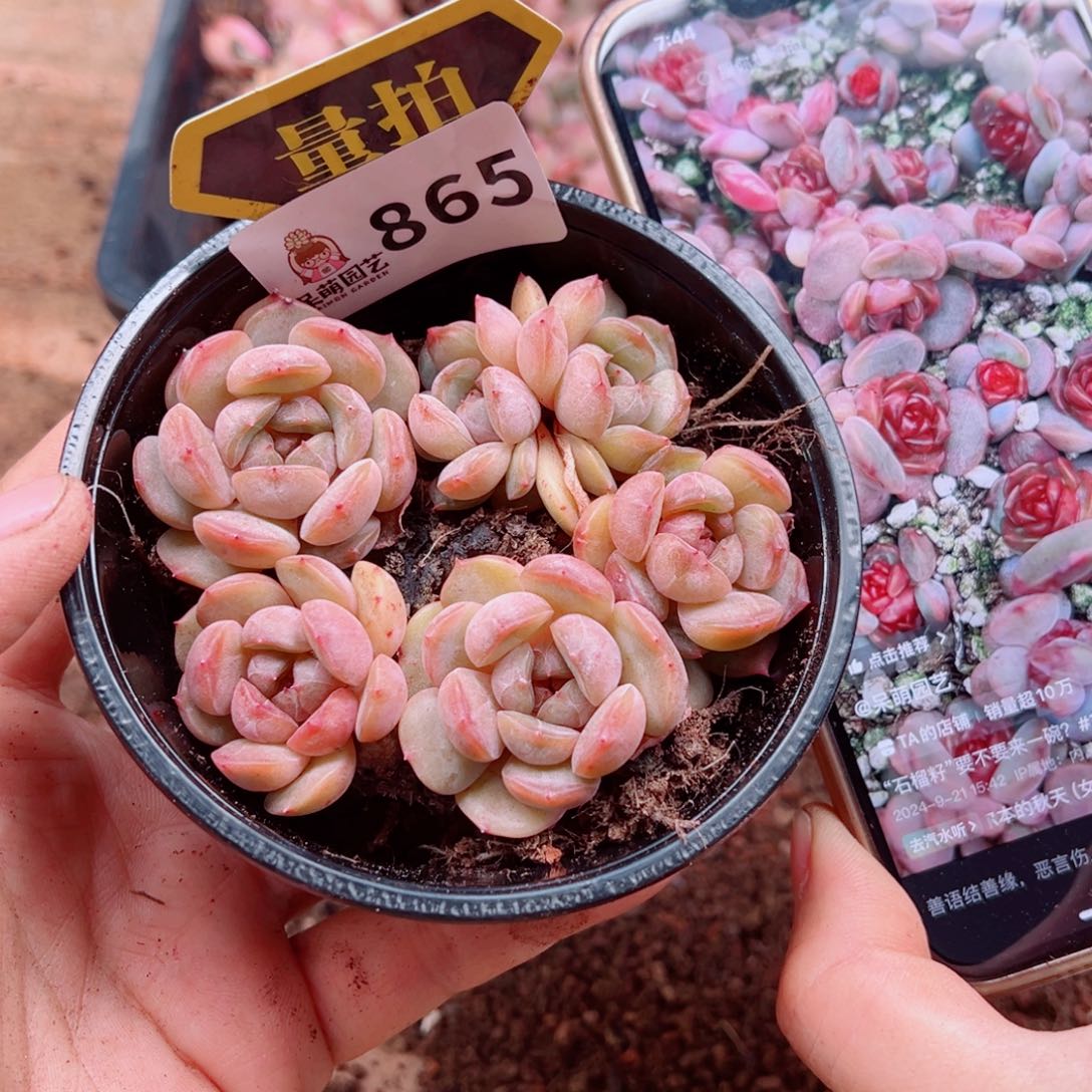 多肉植物多肉植物