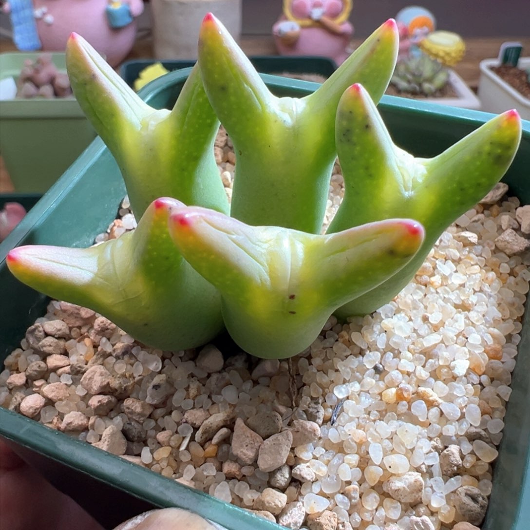 212优选0136皮卡丘五头