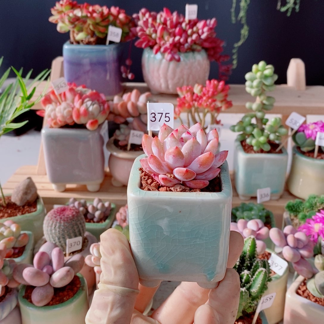 雪天使375号肉肉肉肉肉