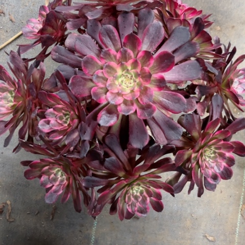 多肉植物红金刚锦。