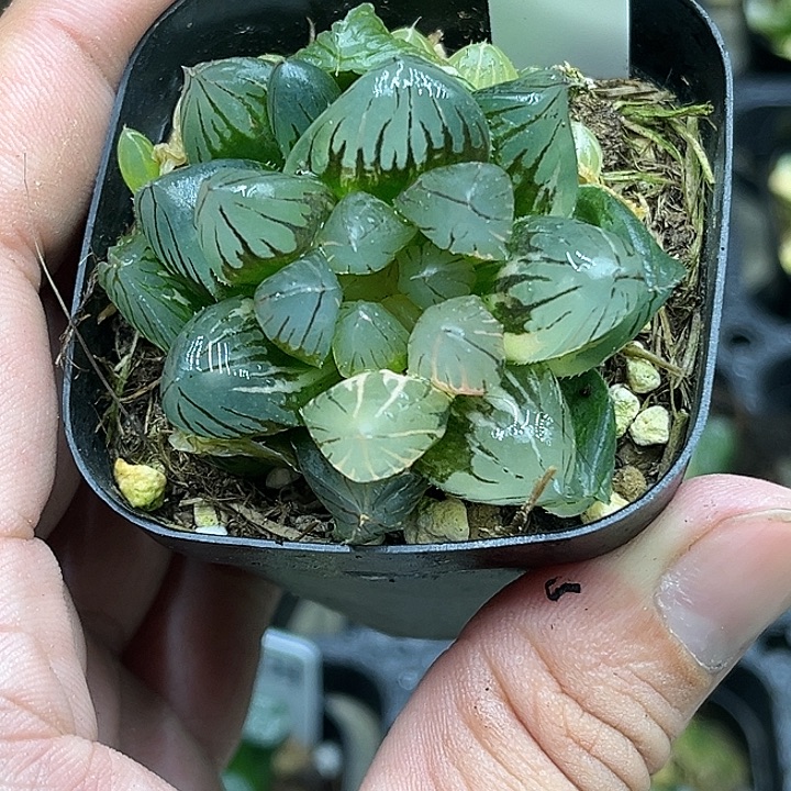 124多头大窗龙爪玉露锦