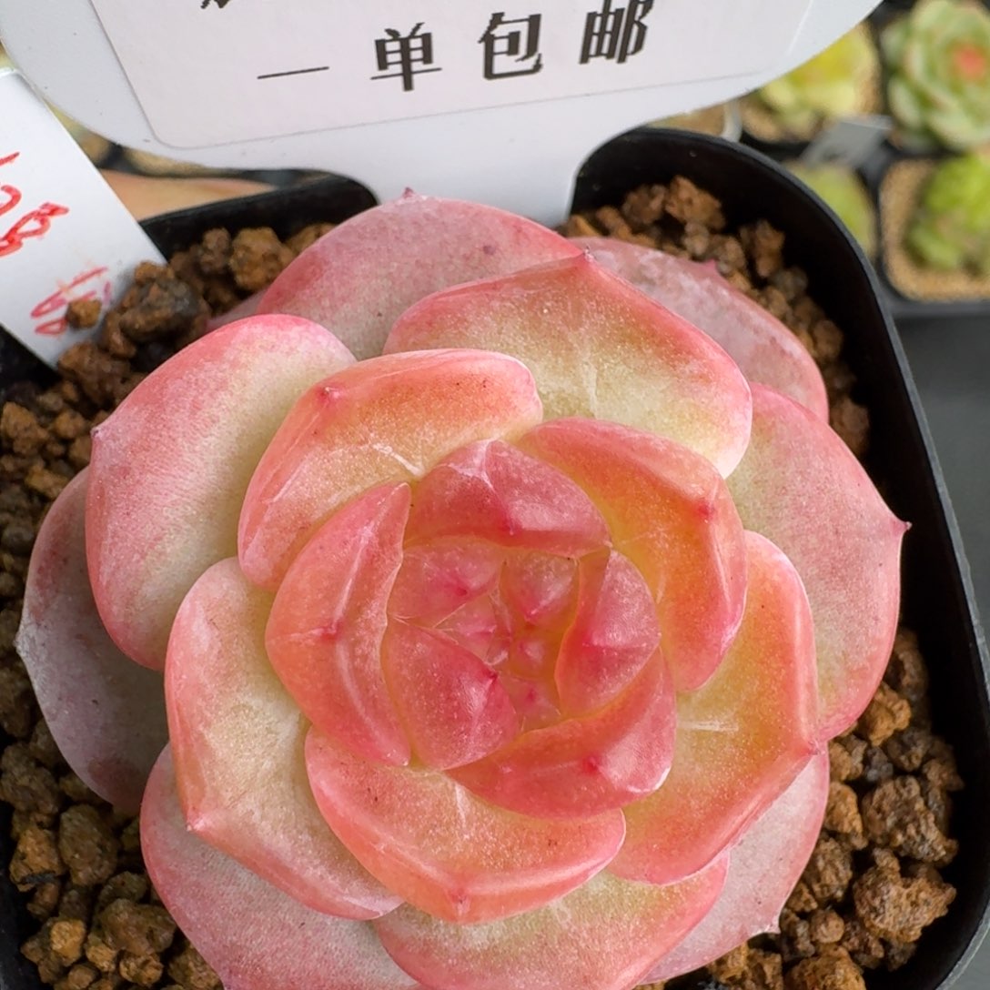 097-红豆单头一颗