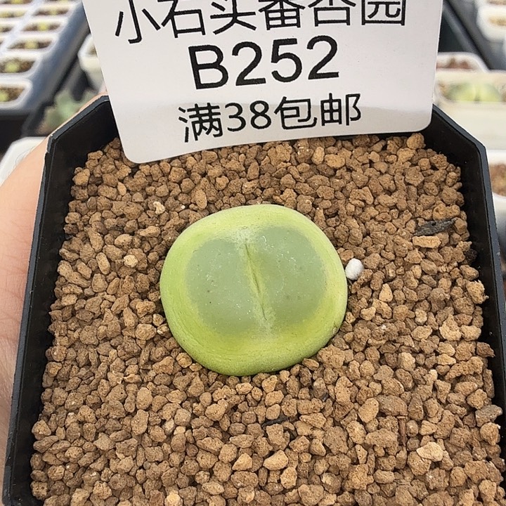 打***明专拍 拉登一颗 带盆发