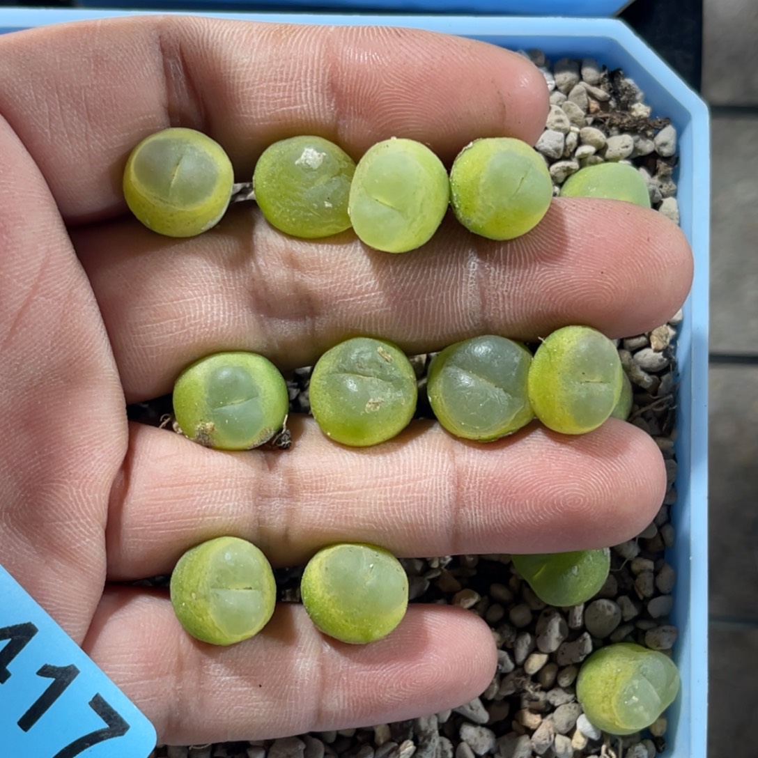 尼***了9417拉登10专拍，乖