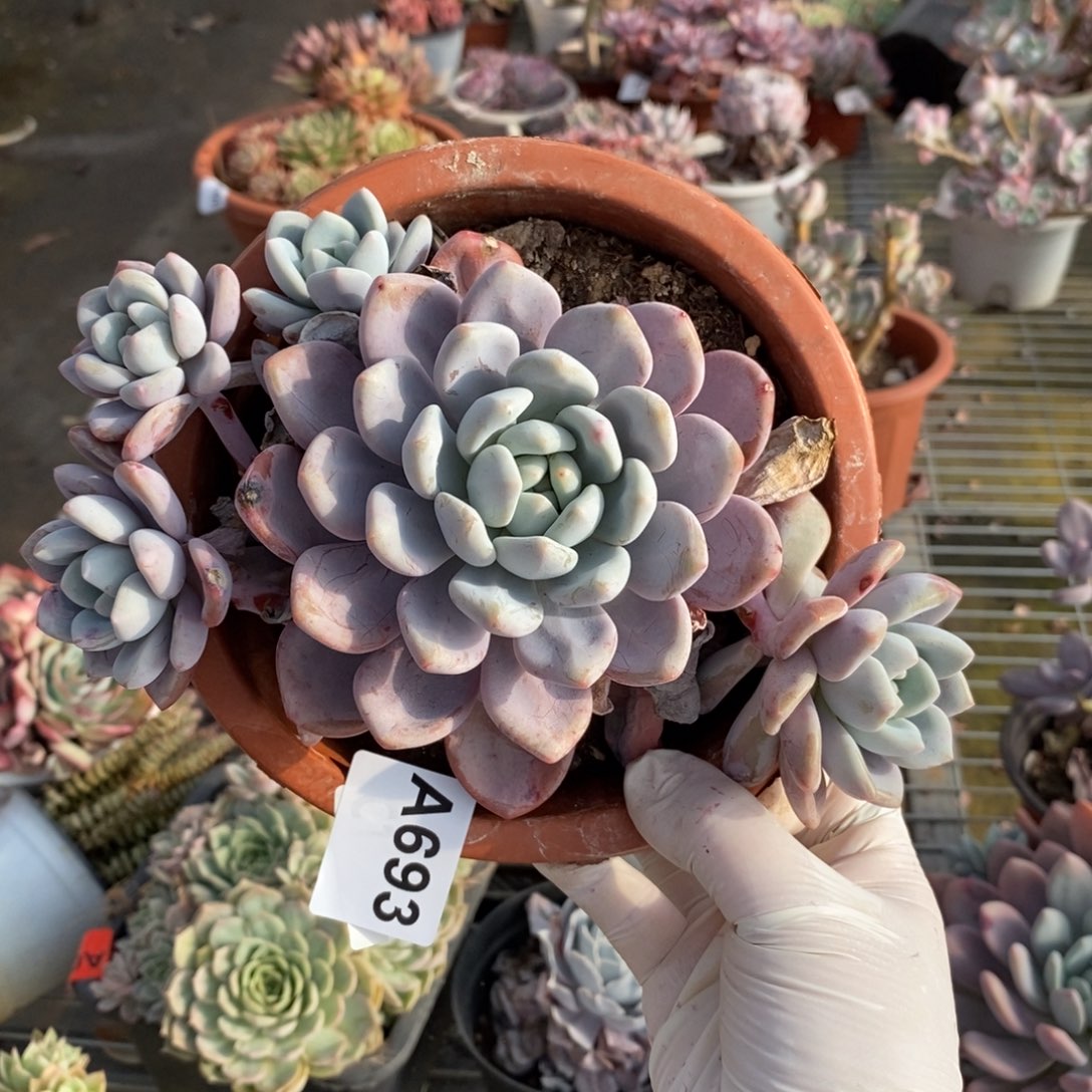 693奥普琳娜一物一拍