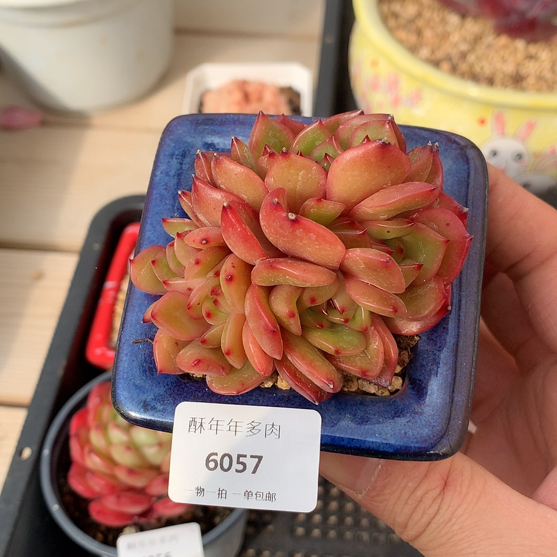 6057香槟杂交多肉朵朵缀7厘米