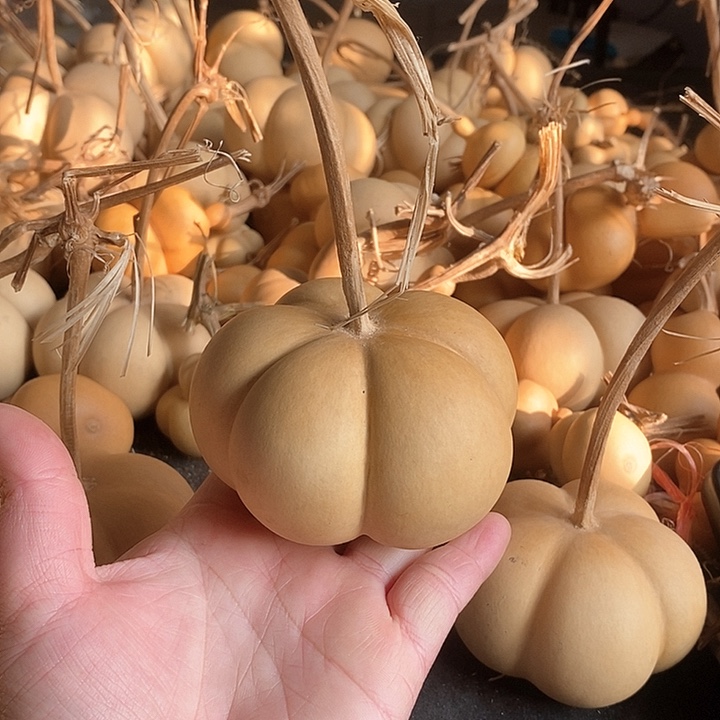 臭*儿葫芦的颜色很好看