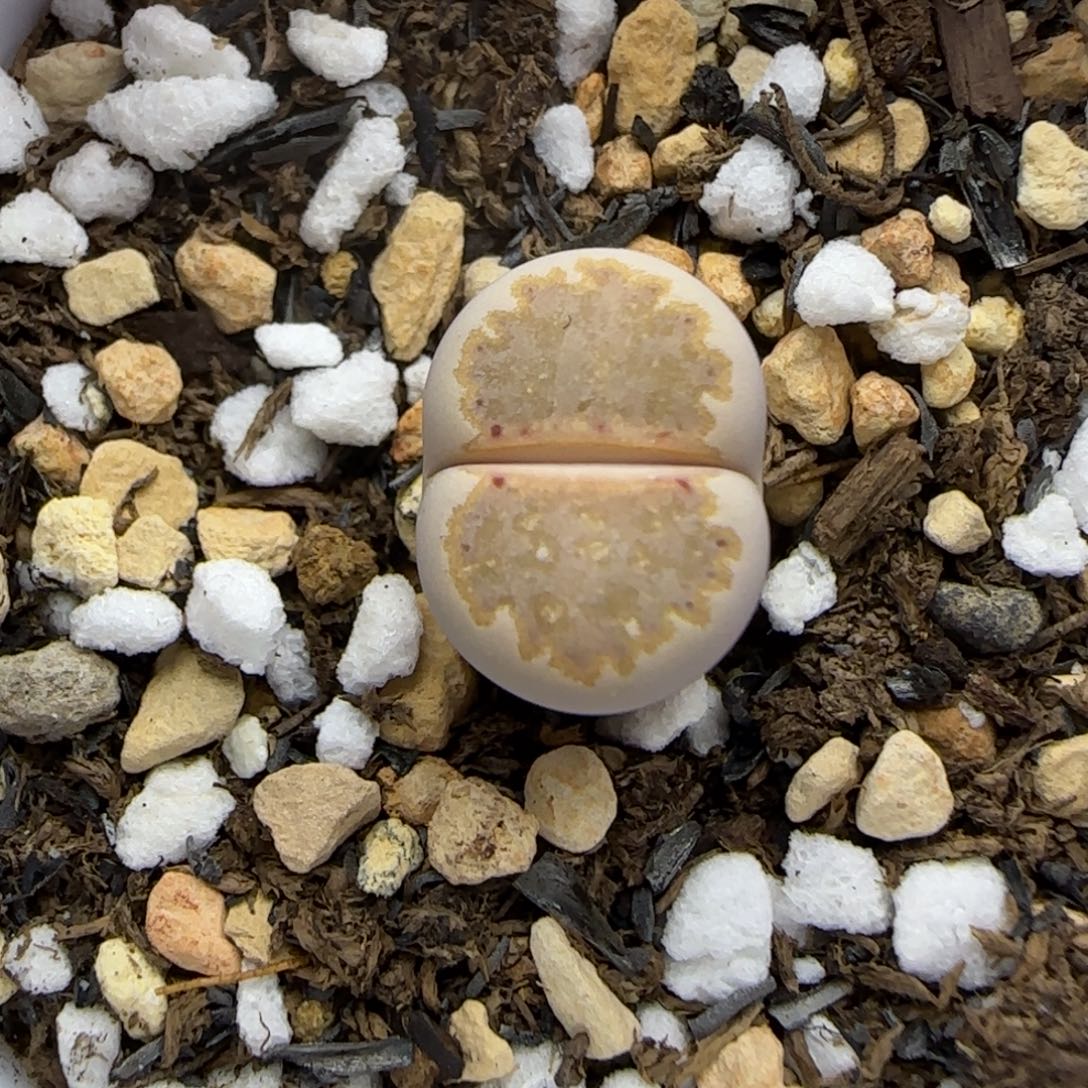 406 生石花大棚直播