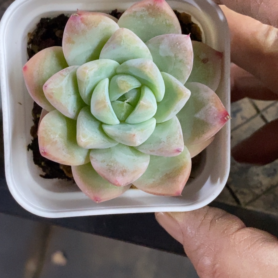 精品多肉一物一拍不包整483