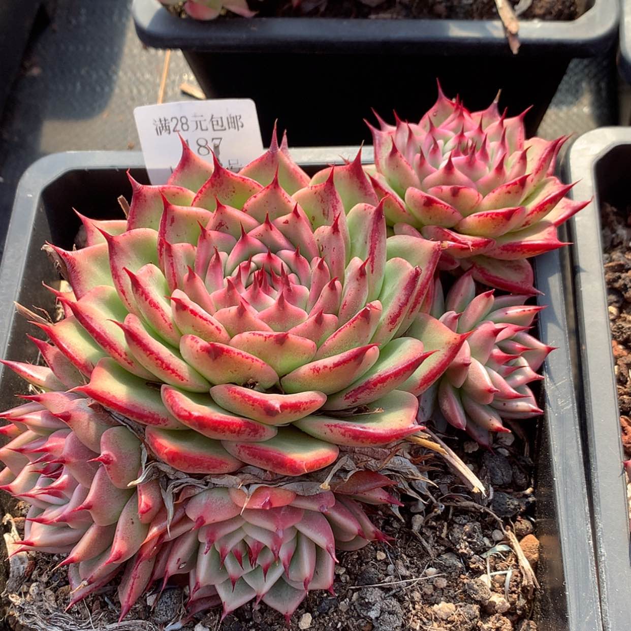 【闪购商品】云187号