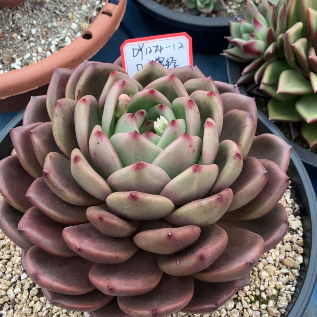 原始红钻2224-22（几分曾经）