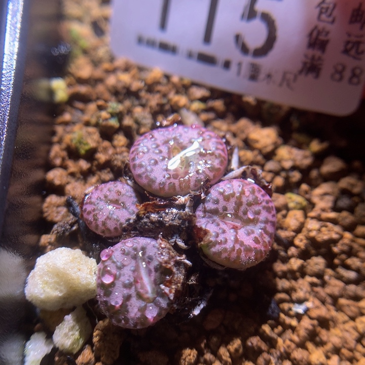 精品生石花28.115泡泡