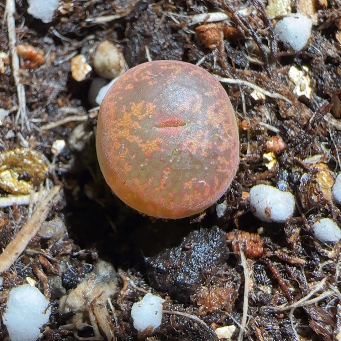 肉锥多肉植物组合-粉体勋章228