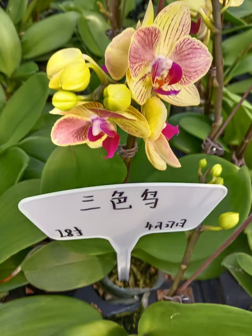 【三色鸟带剑带花苞】3.5寸杯 含花剑-蝴蝶兰客厅绿植盆栽