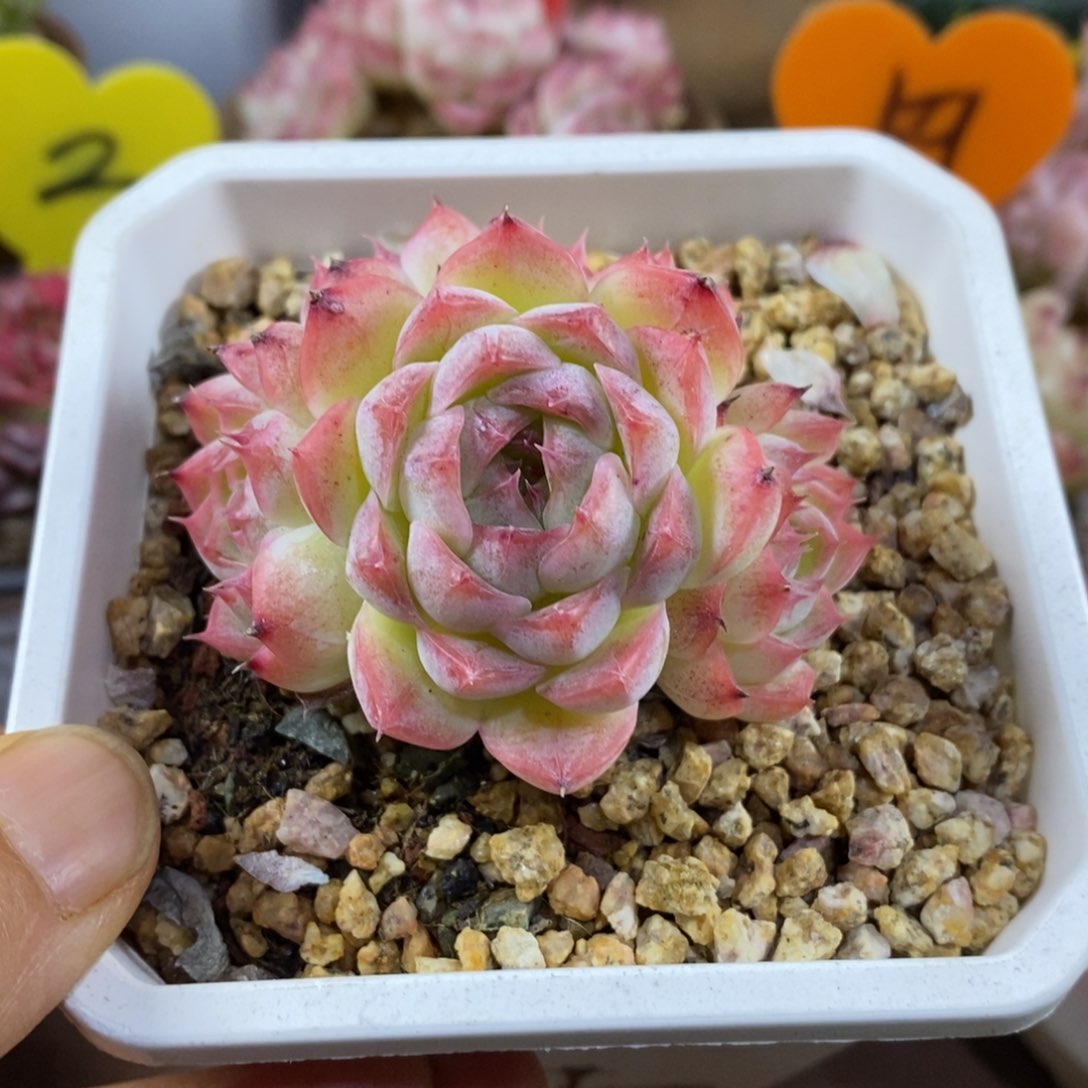 精品多肉一物一拍不包整128