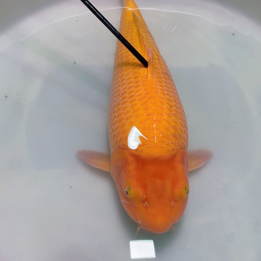 *****海水鱼超级芒果介子