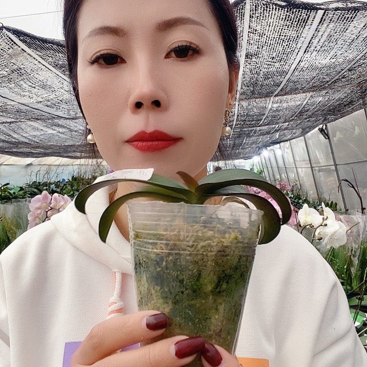 无花朵佛陀蝴蝶兰