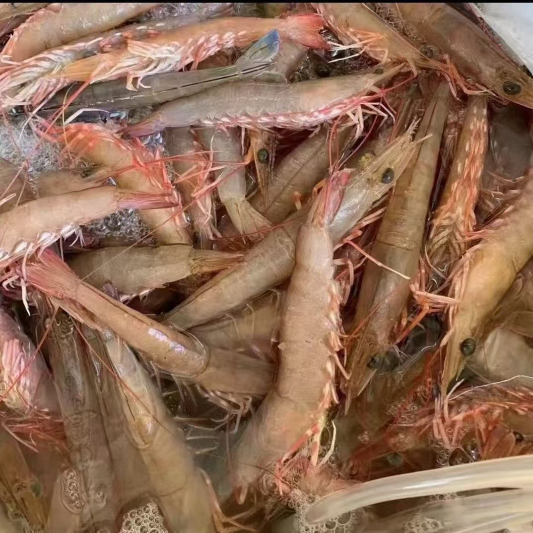 北部湾3-5斤纯野生中大麻虾 沙卢虾 顺丰包邮