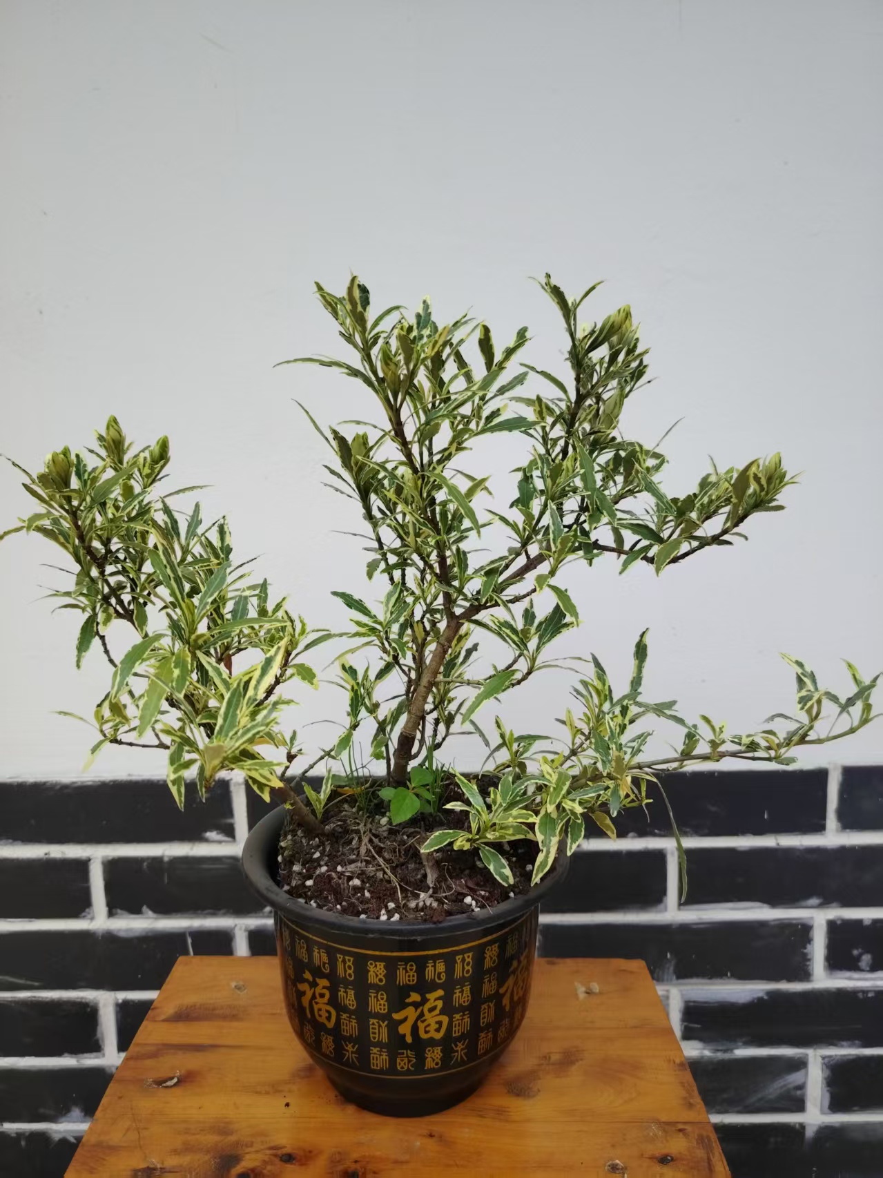 小叶金边栀子花盆栽 浓香型好养可放阳台庭院