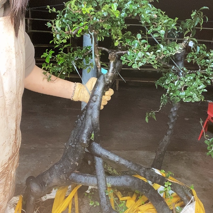 傅***顺无花朵43567788654